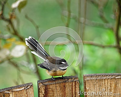 The New Zealand fantail is a small insectivorous bird Stock Photo